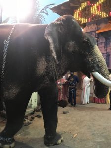 Temple elephant goes berserk