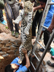 Leopard rescued after two-hour ordeal
