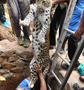Leopard rescued after two-hour ordeal