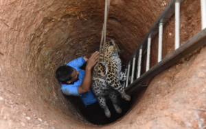 Wild female leopard being rescued from the dry well