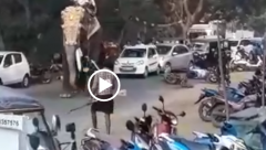 Temple elephant on rampage
