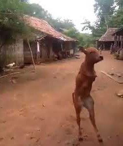 Two-legged cow  walks upright like a human being.