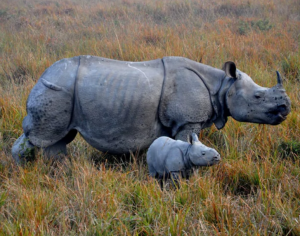 Rhino population on the increase