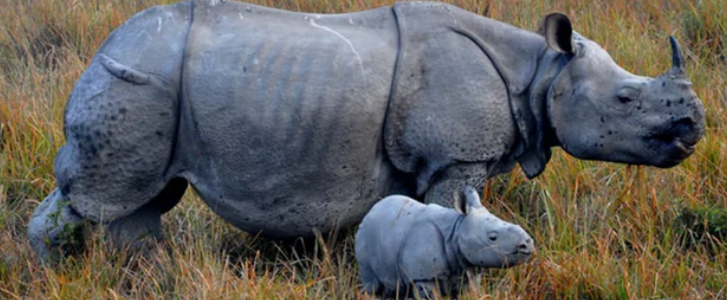 Rhino population on the increase