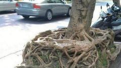 The Square Root