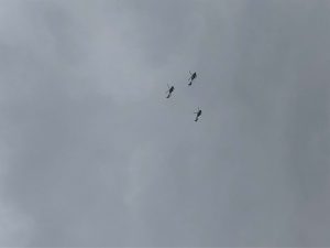 Helicopters taking part in flypast Pic R Nair