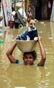 A pet being rescued in Kerala floods