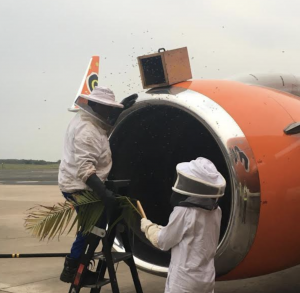 20,000 bees removed from Mango Airlines Engine