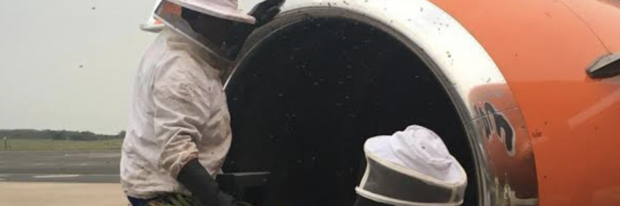 20,000 bees removed from Mango Airlines Engine