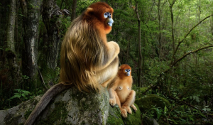 Marsel van Oosten/WPY, for his entry in China’s Oinling Mountains has won the overall winner of the 2018 Wild Life Photographer of the year. 