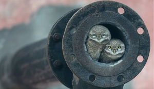 Arsheep Singh's photo of the owls taken just outside Kapurthala, a city in the Indian state of Punjab won the under 10 category