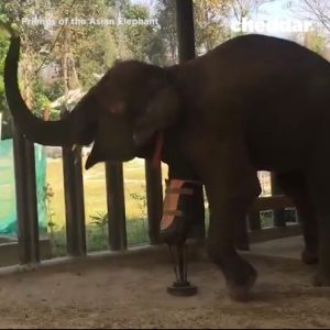Asian elephant with a posthetic leg