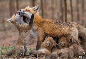 Brittany Crossman from Canada watched this foxes family grow up just two minutes from her house