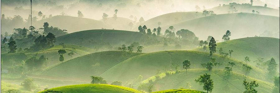 Nguyen Phuc Thanh from Vietnam took this picture of Long Coc the most beautiful tea mountain with hills shaped like upside down bowls, covered in fog catching the sunrise.