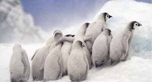 Nadia Aly’s photograph of penguin chicks grouped together is shortlisted in the Open, Natural World & Wildlife category.