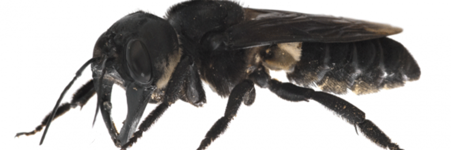 Giant bee re-discovered