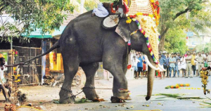 An Elephant runs amok duirng a temple festival