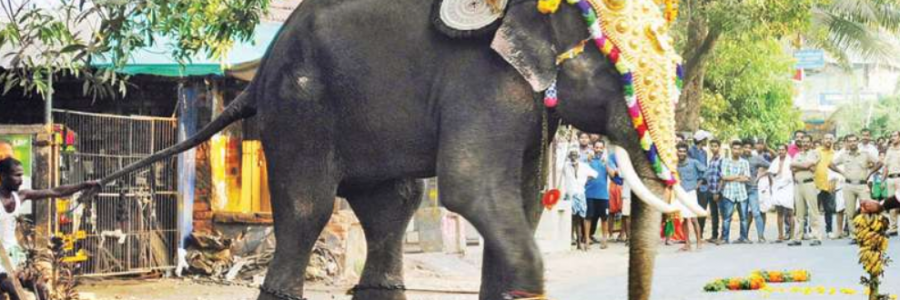 An Elephant runs amok duirng a temple festival