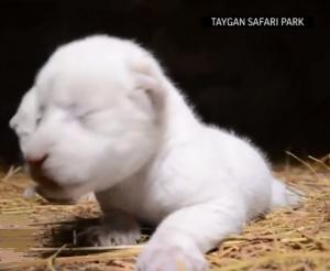 White Lion cub born in Taygan Safari Park in Crimera
