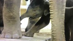 Baby elephant born in Belgium Zoo