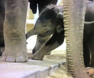 Baby elephant born in Belgium Zoo
