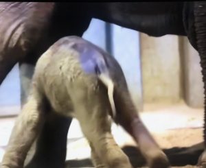 Baby elephant taking the first steps