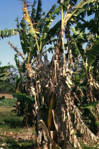 Fungus affected banana tree