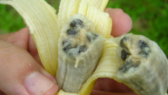 Panama TR4 fungus in banana