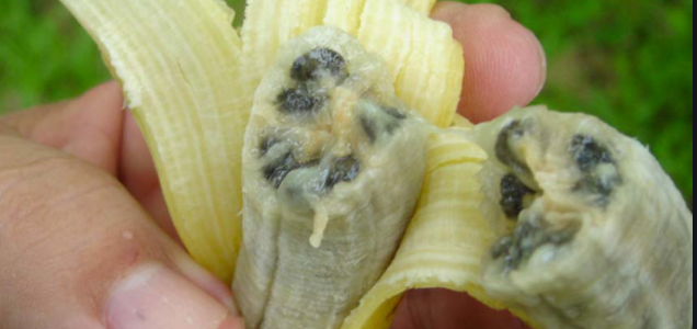 Panama TR4 fungus in banana