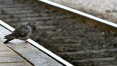 Pigeon at Railway station