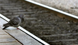 Pigeon at Railway station