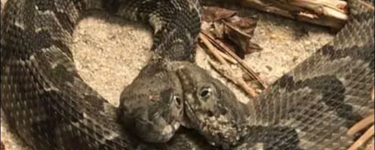 Two-headed rattlesnake