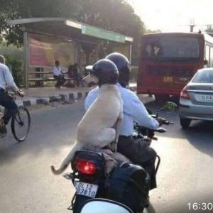 Dog travelling in the back of the motorbike