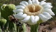 Mahameru flower
