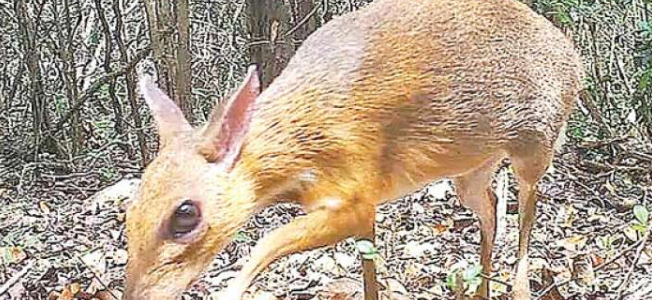 Rare deer discovered in Vietnam