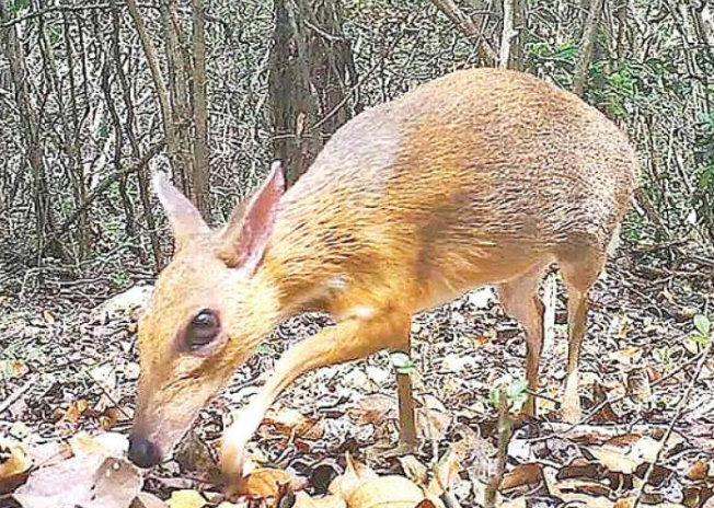 Rare deer discovered in Vietnam