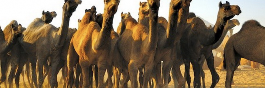 17 camels