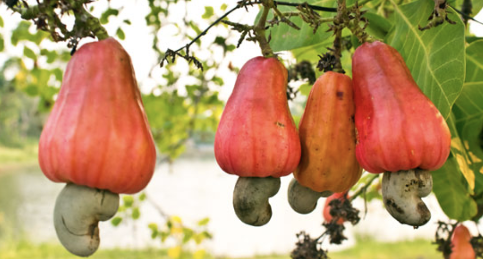 Cashew Nut fruit