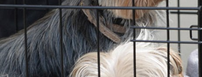 Johnny Depp and Amber Heard's Yorkshire terriers Pistol and Boo