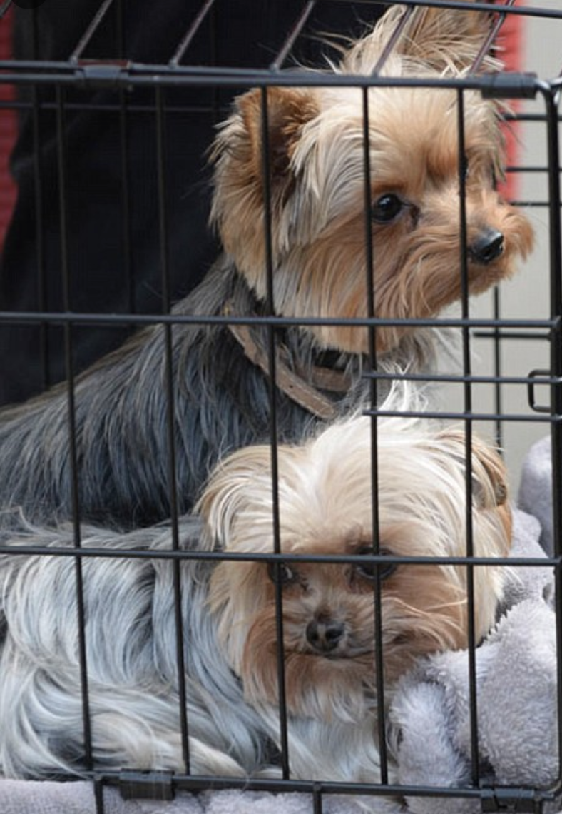 Johnny Depp and Amber Heard's Yorkshire terriers Pistol and Boo