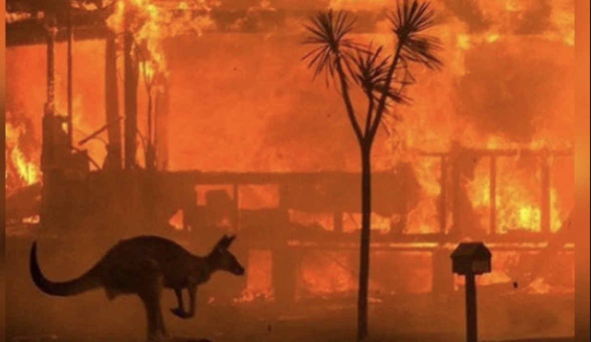 Kangaroo and other animals escape bush fire