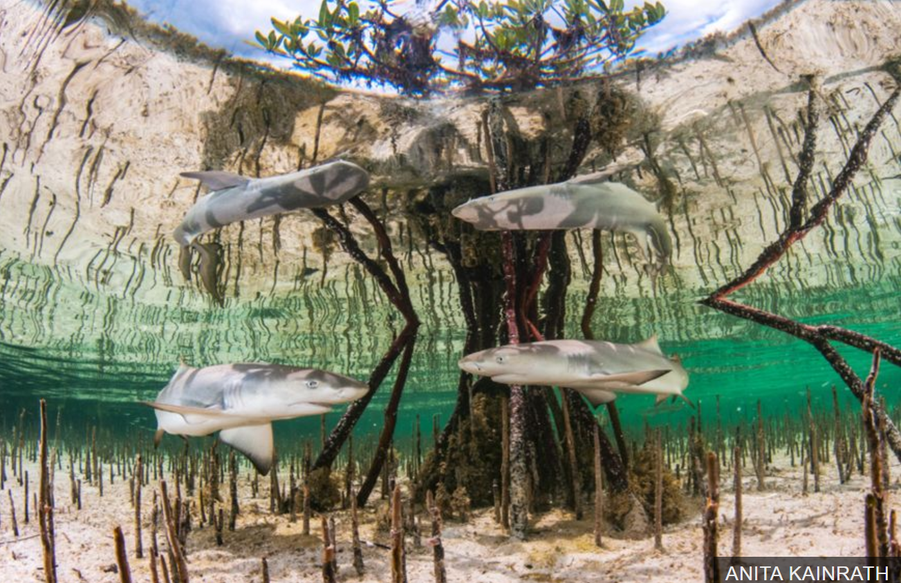 Anita Kainrath, from Austria won Up & Coming Underwater Photographer of the Year with Shark Nursery, showing baby lemon Sharks in a mangrove in the Bahamas.
