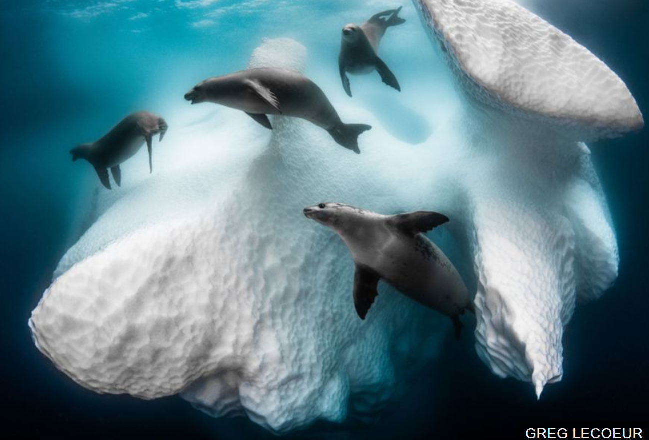 French photographer Greg Lecoeur won Underwater Photographer of the Year 2020 with Frozen Mobile Home, showing seals around an iceberg in Antarctica.