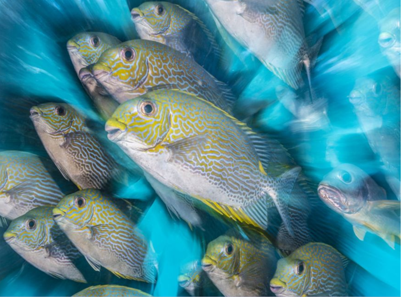 Nick More, from Devon, won British Underwater Photographer of the Year with Rabbitfish Zoom Blur shot in Indonesia.