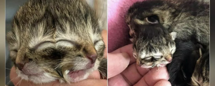 A cat born with two faces