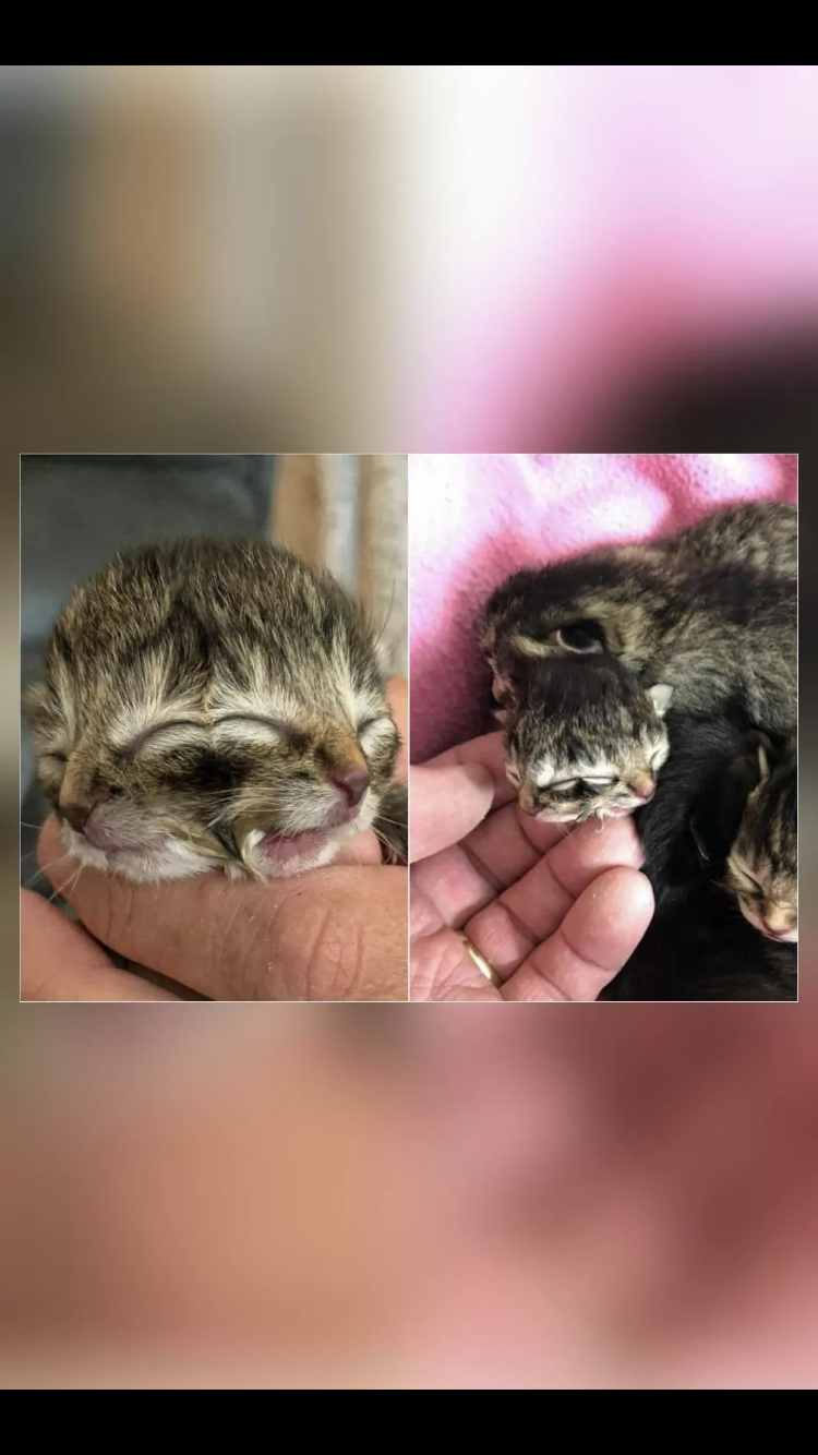 A cat born with two faces 