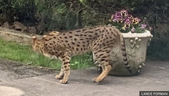 Savannah cat seen in East Finchely back garden