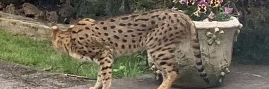 Savannah cat seen in East Finchely back garden