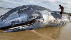 36-foot carcass whale