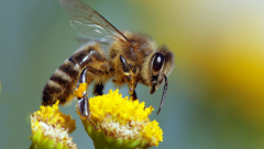 Decoding of the buzz of bees